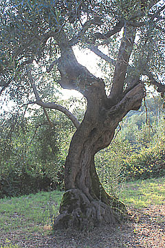 Olivenbaum